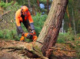 Professional Tree Removal and Landscaping Services in St Augustine Shores, FL